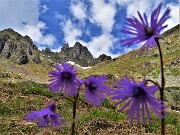 Spettacolo di fiori e marmotte sui sentieri per i Laghetti di Ponteranica–9giu23- FOTOGALLERY